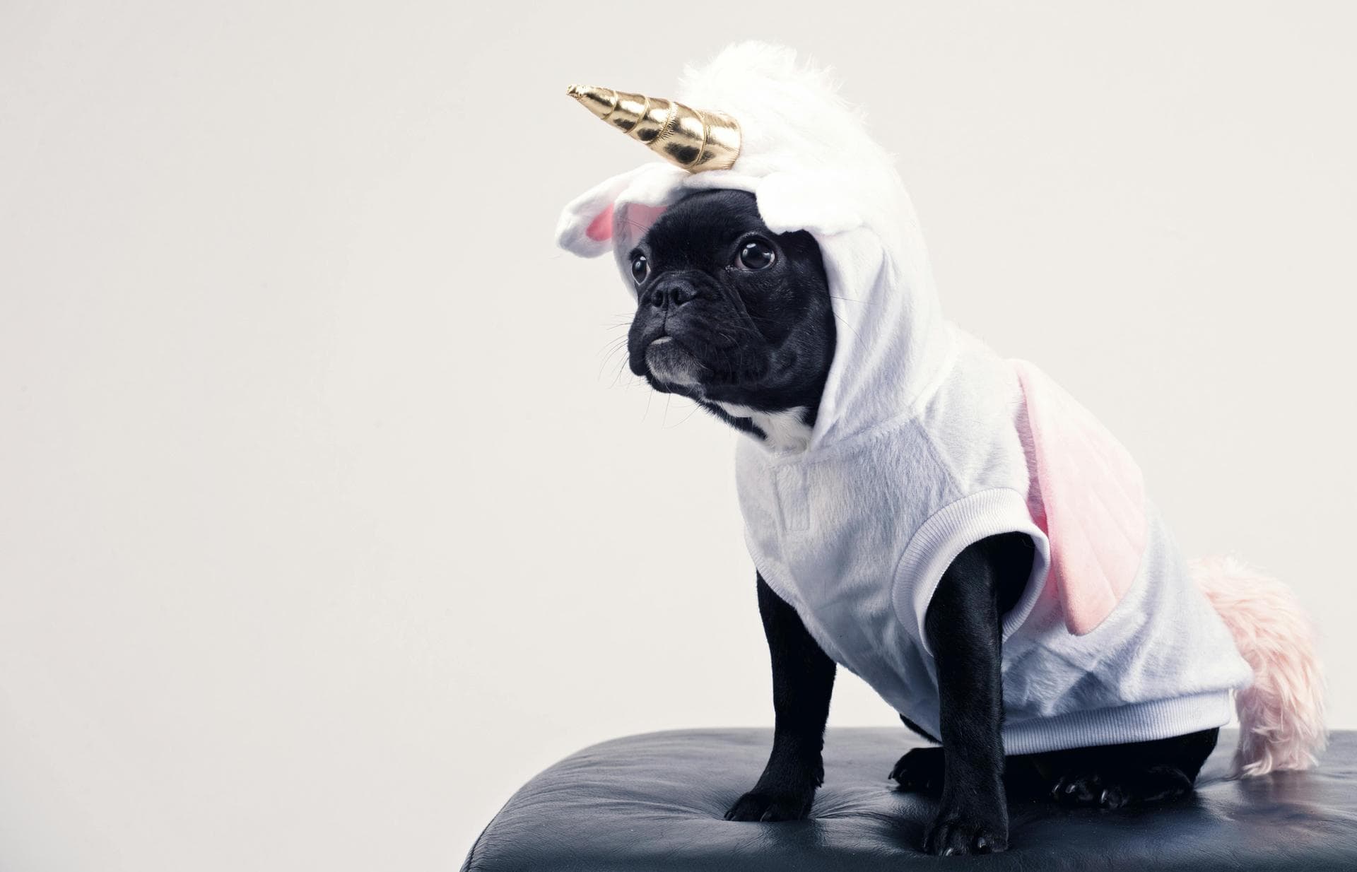Dog & Cat Vets in Pocatello