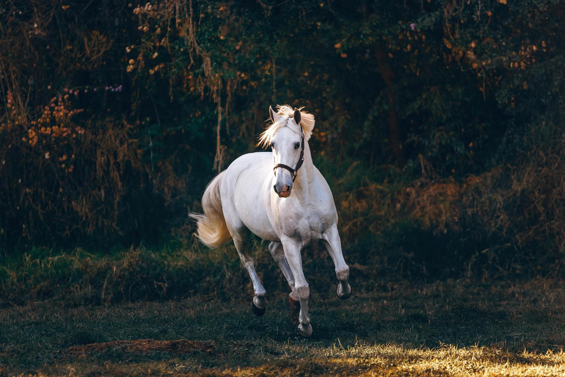 Farm & Large-Animal Vets near Pocatello